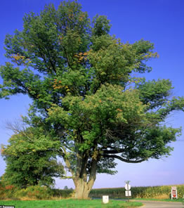 Big tree