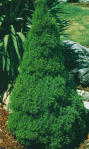 shrub